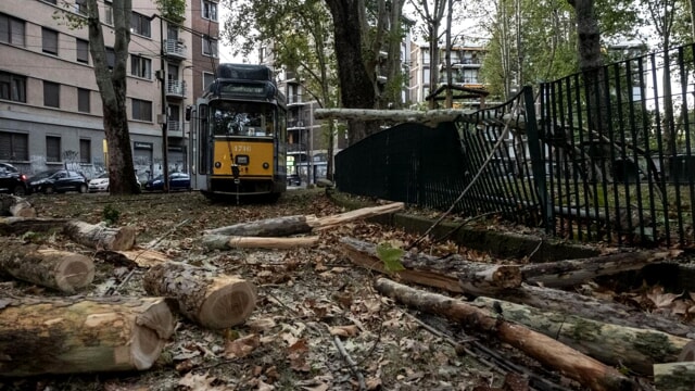 Nelle città stiamo piantando gli alberi sbagliati: "Boom di asma e bronchiti"