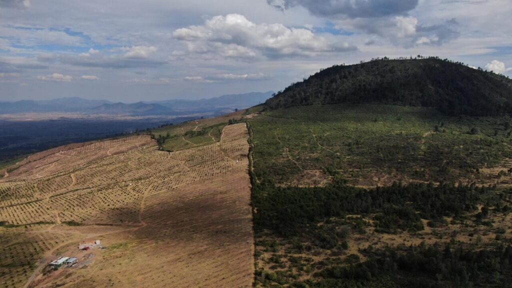 Il sabotaggio della legge sulla deforestazione inguaia gli importatori di caffè, cacao e gomma