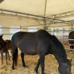 Macellazione illegale di cavalli: fissato il processo per gli indagati umbri