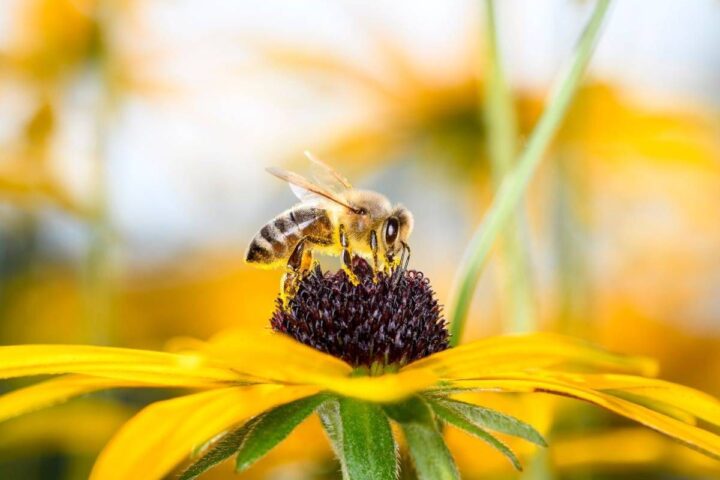 Giornata mondiale delle api, l’allarme del Wwf: "A rischio il 40% degli impollinatori"