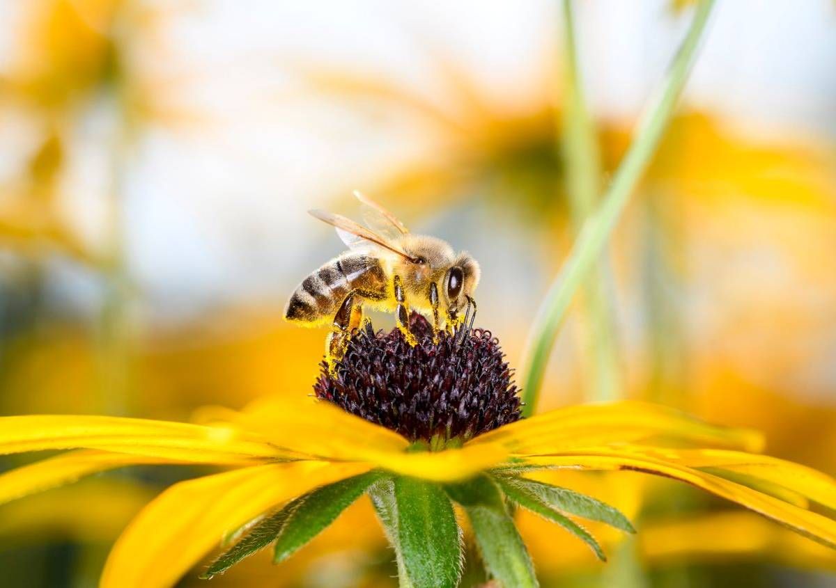 Giornata mondiale delle api, l’allarme del Wwf: "A rischio il 40% degli impollinatori"