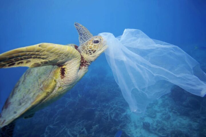 L'8 Giugno è la Giornata Mondiale degli Oceani: al via GenerAzione Mare, la campagna WWF per difendere il Mediterraneo