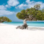 Aruba, l'isola felice avvolta nel verde!