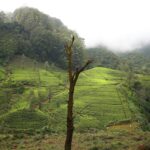 La frode del tè scozzese rivelata