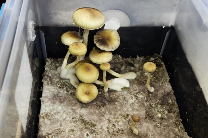 La Nuova Zelanda autorizza l'uso della psilocibina, un composto psichedelico, per il trattamento di alcune forme di depressione.