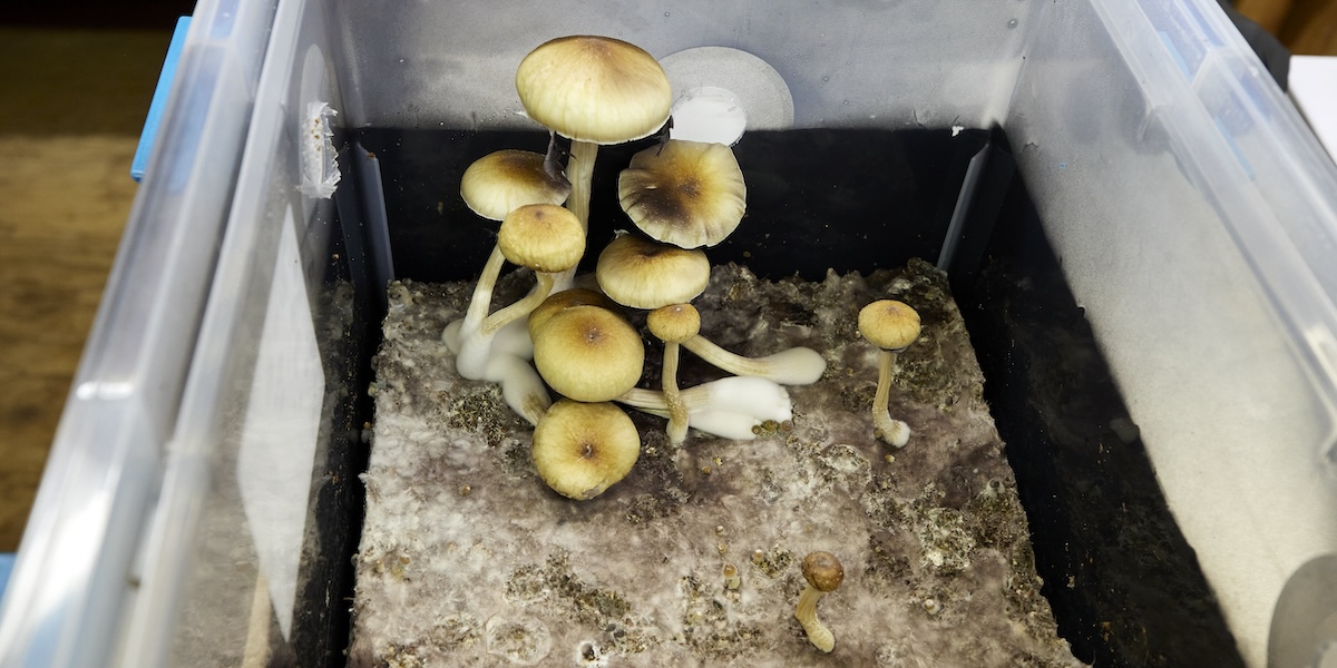 La Nuova Zelanda autorizza l'uso della psilocibina, un composto psichedelico, per il trattamento di alcune forme di depressione.