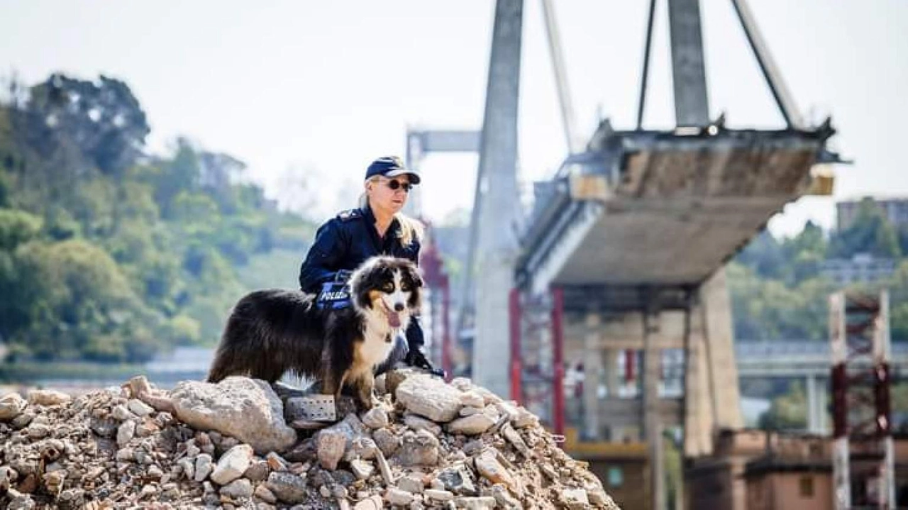 Morto Night Spirit, il cane poliziotto che ha salvato sei vite al Ponte Morandi