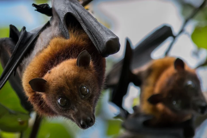Scoperti 20 nuovi virus nei pipistrelli della frutta, 2 letali per l'uomo