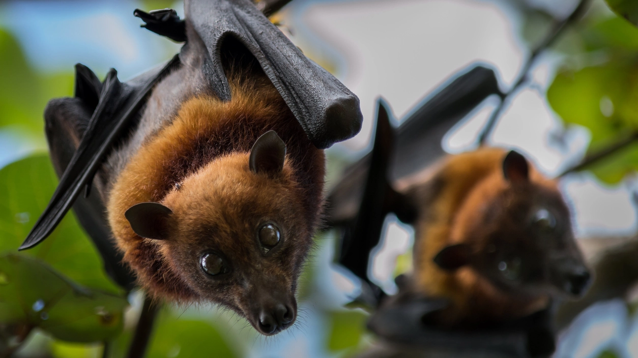 Scoperti 20 nuovi virus nei pipistrelli della frutta, 2 letali per l'uomo
