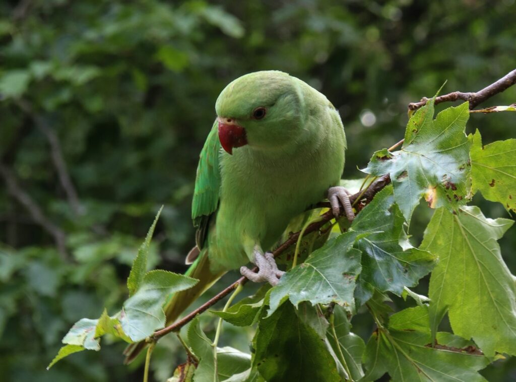 Caccia ai pappagallini verdi: la Lega li considera specie invasive