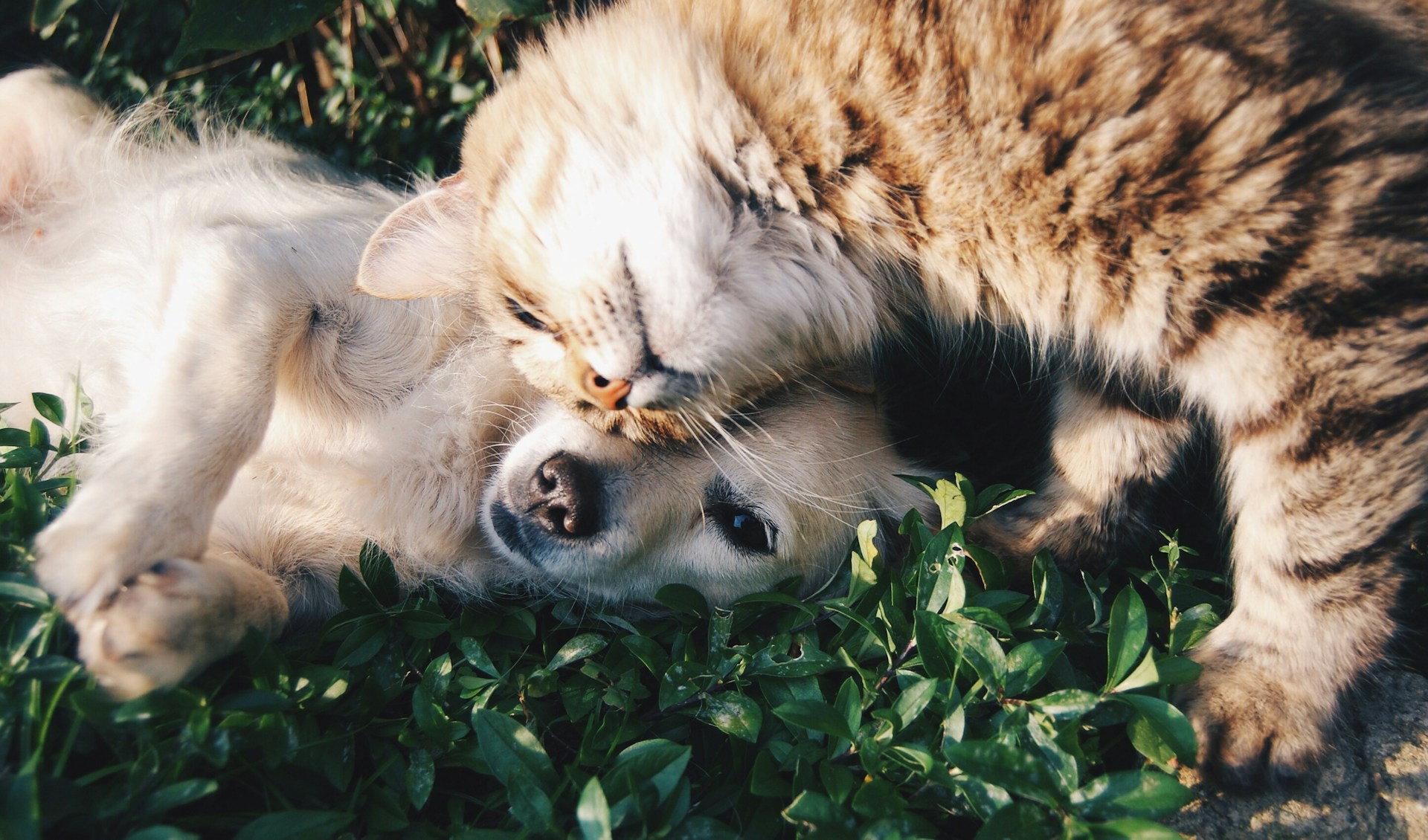Congedo di tre giorni per animali malati: proposta di Avs e reazioni delle destre