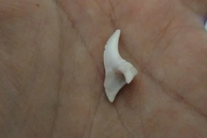 Contrabbando di denti di squalo e conchiglie protette nei bagagli aerei