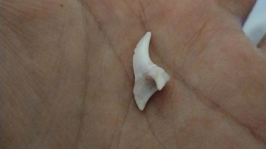 Contrabbando di denti di squalo e conchiglie protette nei bagagli aerei