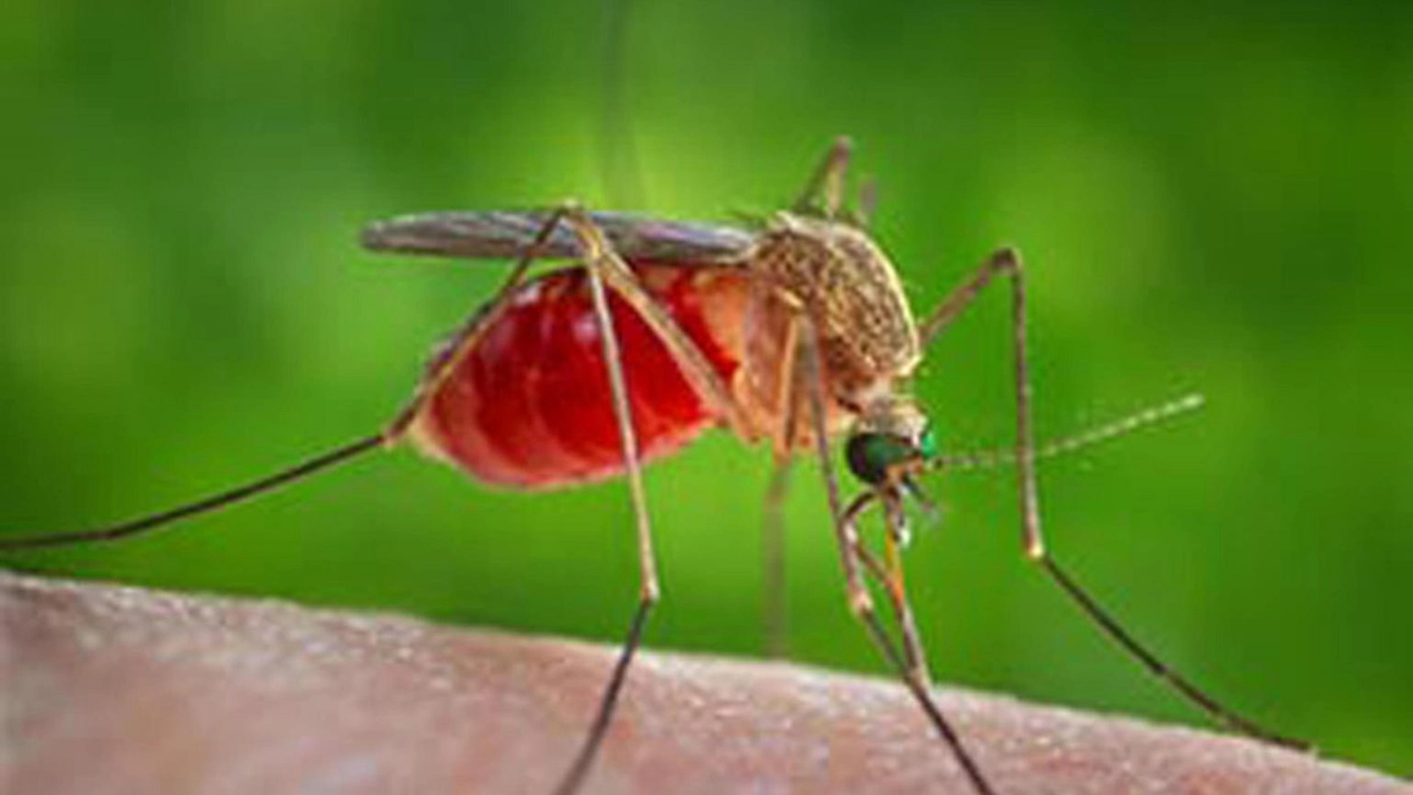 Focolaio di West Nile nel Lazio: un'anziana deceduta e sei nuovi casi