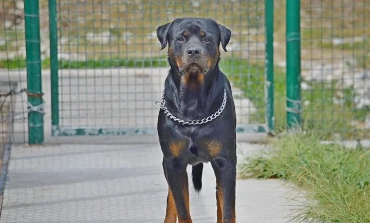 Fratelli di 8 e 10 anni morsi dal rottweiler a Lavinio: gravità delle lesioni