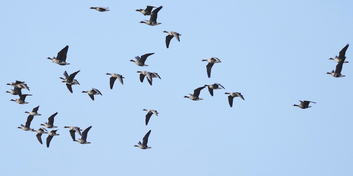 La Finlandia affronta un problema con le feci delle oche