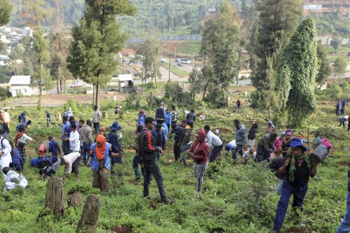 L'Etiopia mira a piantare 700 milioni di alberi in un solo giorno