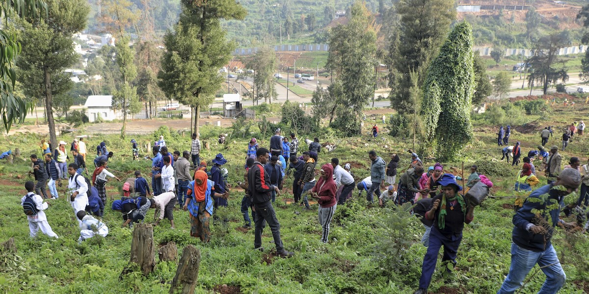 L'Etiopia mira a piantare 700 milioni di alberi in un solo giorno
