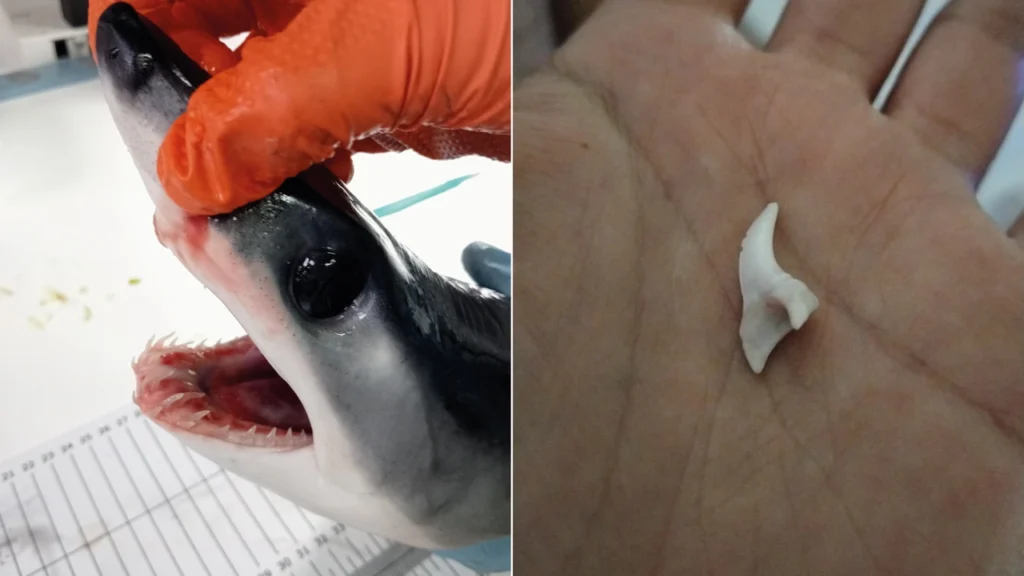 Squalo Mako e tonno: emozioni dalla Sicilia