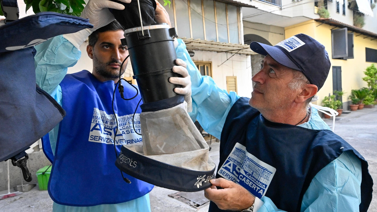 West Nile, gli esperti prevedono un aumento dei casi e analizzano il picco della curva