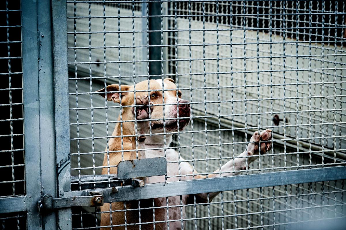 Abbandono di cani in estate: nuove denunce in provincia di Napoli