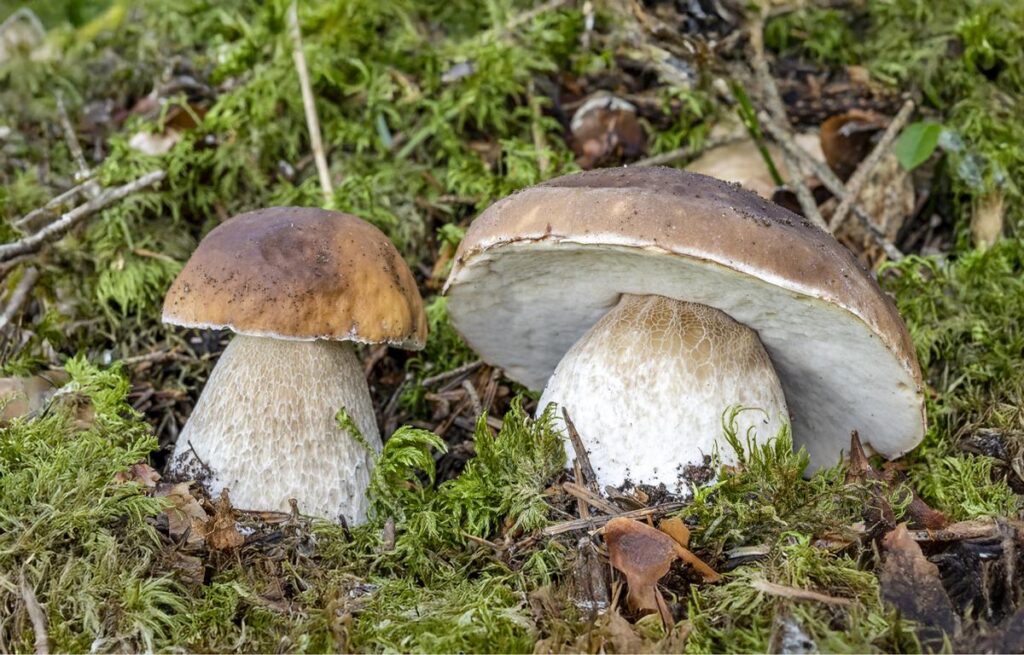 Funghi velenosi: gli errori da evitare secondo Nicolò Oppicelli e la lotta contro le fake news