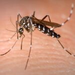 Giornata mondiale della zanzara 2025: aumento dei casi di West Nile e Dengue in Italia