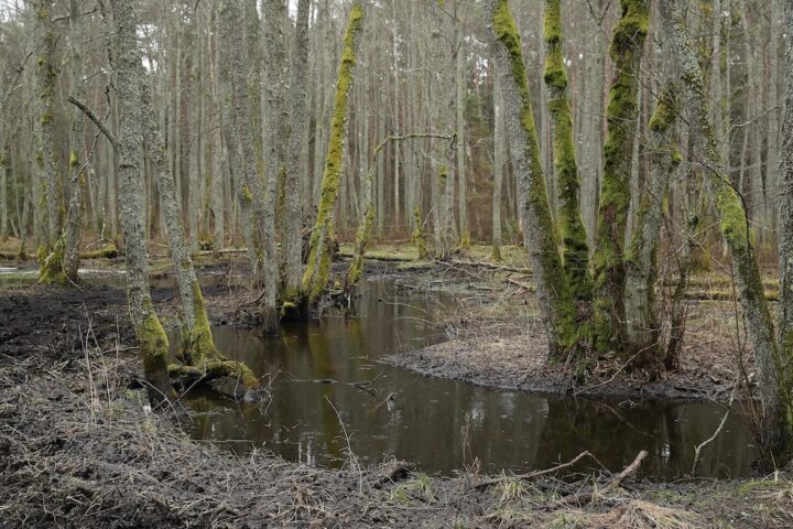 I paesi baltici considerano il recupero delle torbiere come difesa naturale contro la Russia