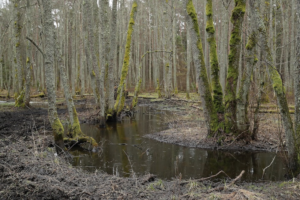 I paesi baltici considerano il recupero delle torbiere come difesa naturale contro la Russia