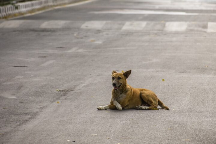 La Corte suprema indiana rivede il provvedimento sui cani randagi dopo le proteste a Nuova Delhi
