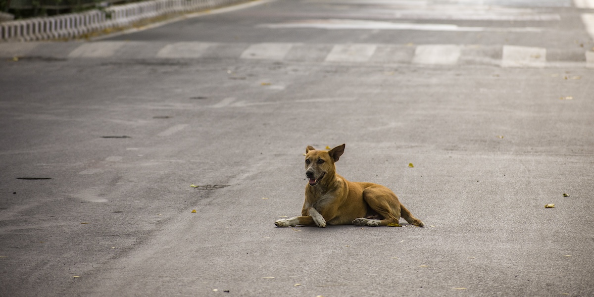 La Corte suprema indiana rivede il provvedimento sui cani randagi dopo le proteste a Nuova Delhi