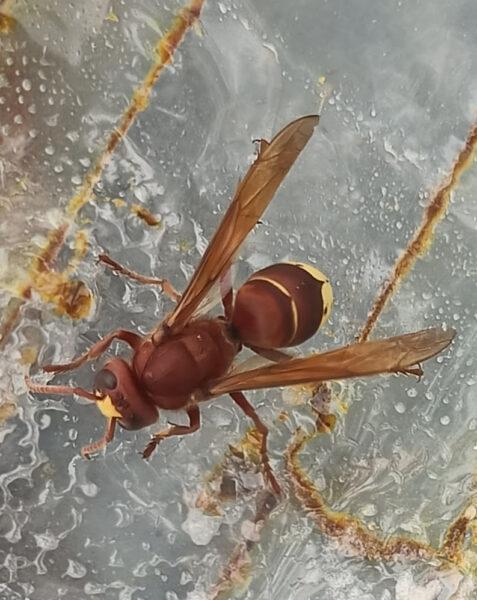 La Vespa orientalis avanza in Italia: novità sugli avvistamenti a Milano e Busto Arsizio