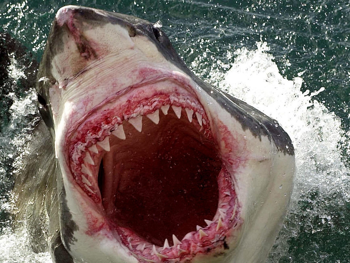 Le regole del Bite Club, l'associazione per chi è stato morso da uno squalo