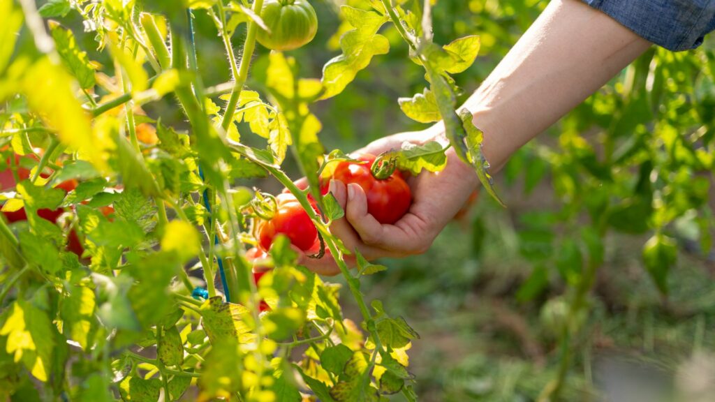 Maxi campagna di Conserve Italia: 1.400 persone per la raccolta dei pomodori