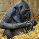Nato un cucciolo di gorilla allo Zoosafari di Fasano dopo quasi 50 anni