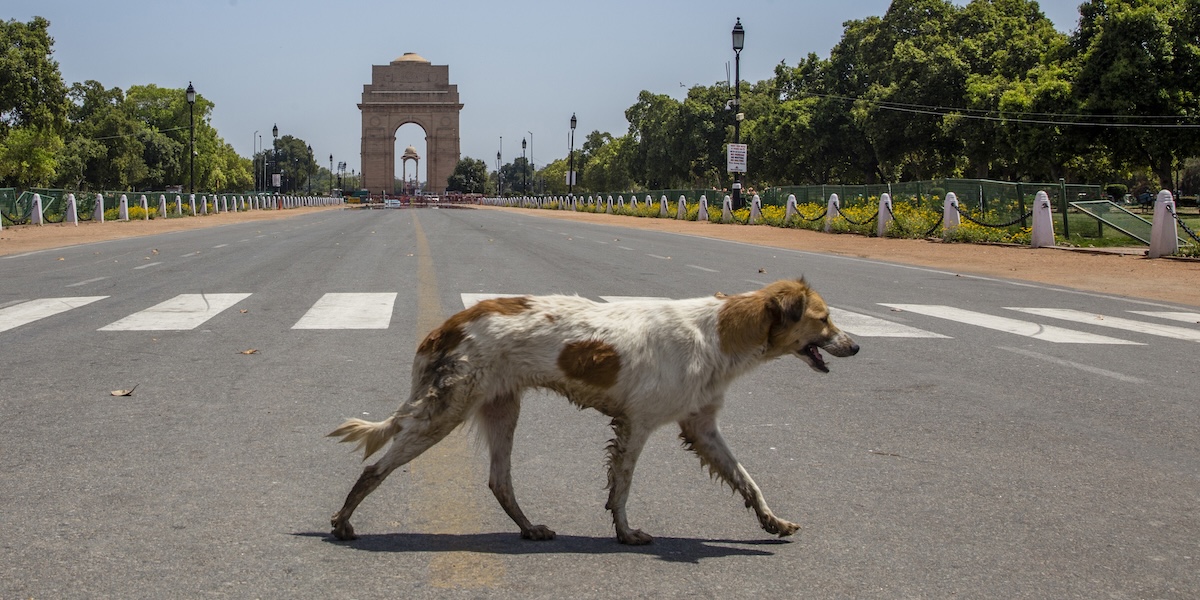 Nuova Delhi rimuoverà migliaia di cani randagi dalle strade
