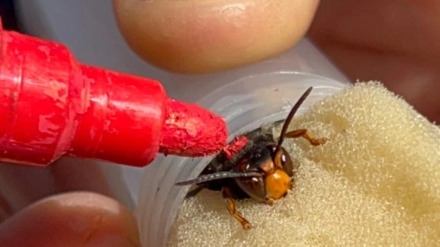 Scoperto un nido di Vespa velutina a Lanusei in un'ora