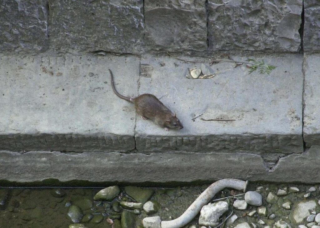 Topi mettono in fuga turisti a Ischia, intervento della polizia richiesto