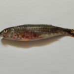 Triglia del Mar Rosso a Torre del Greco: il professore avverte sul Tirreno come capolinea naturale delle specie lessepsiane