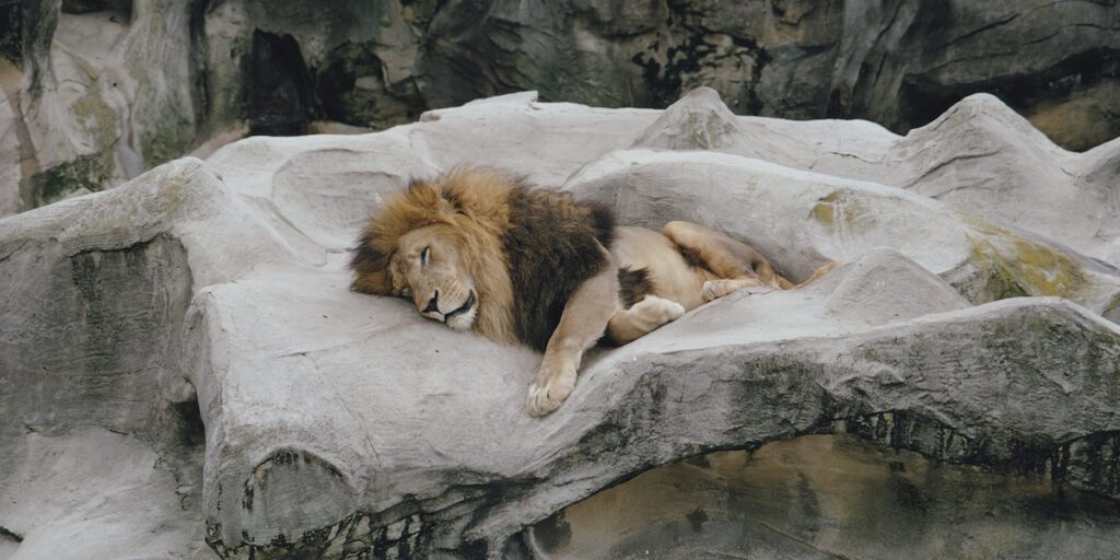 Uno zoo danese cerca animali domestici per i suoi predatori