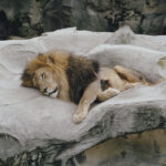 Uno zoo danese cerca animali domestici per i suoi predatori