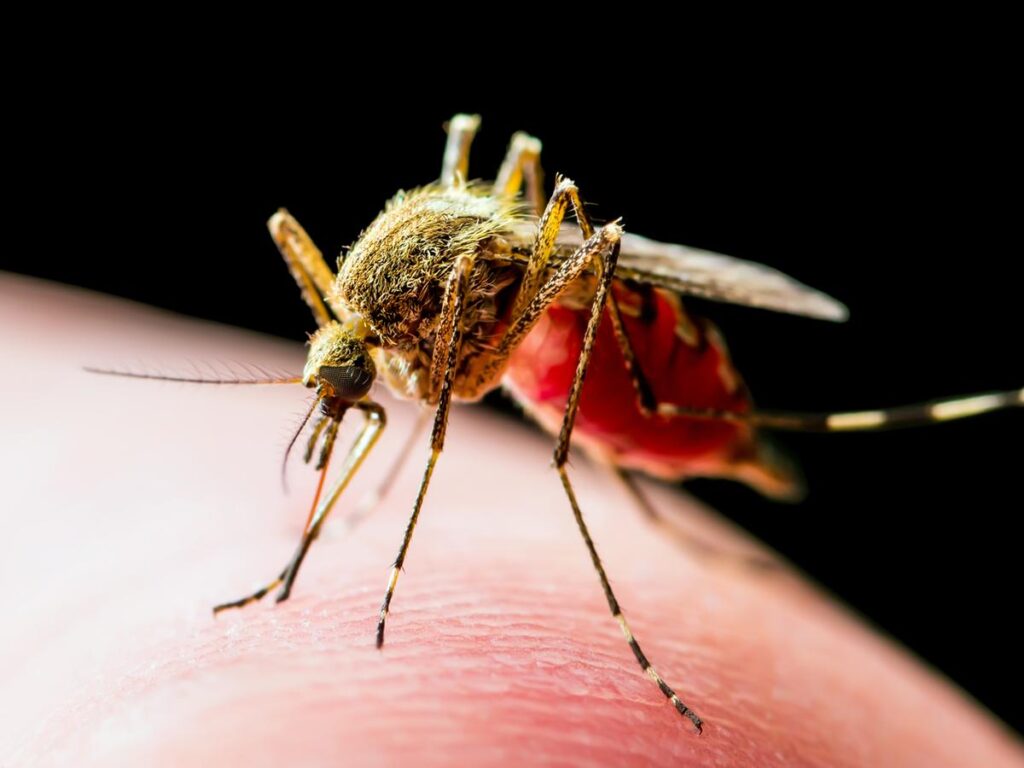 West Nile, conseguenze per un donatore di sangue positivo