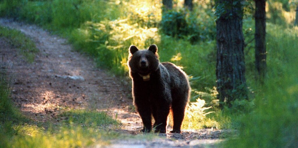 Due cacciatori a processo per l'uccisione dell'orsa F36 in Trentino