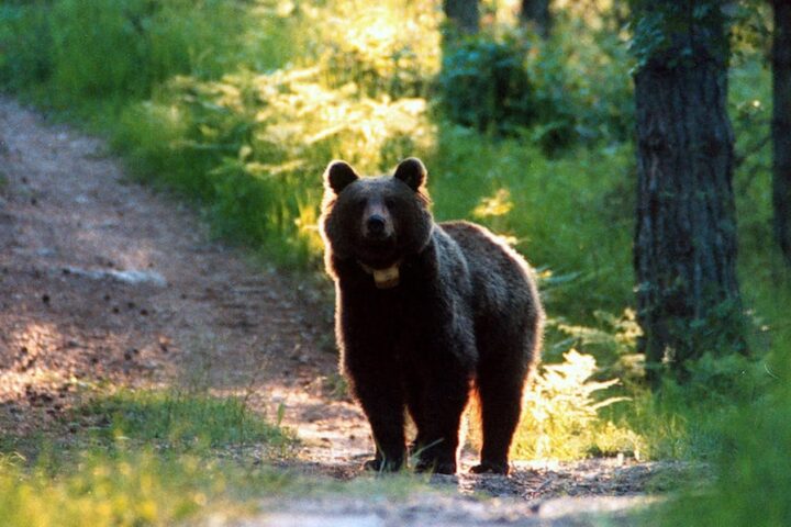 Due cacciatori a processo per l'uccisione dell'orsa F36 in Trentino