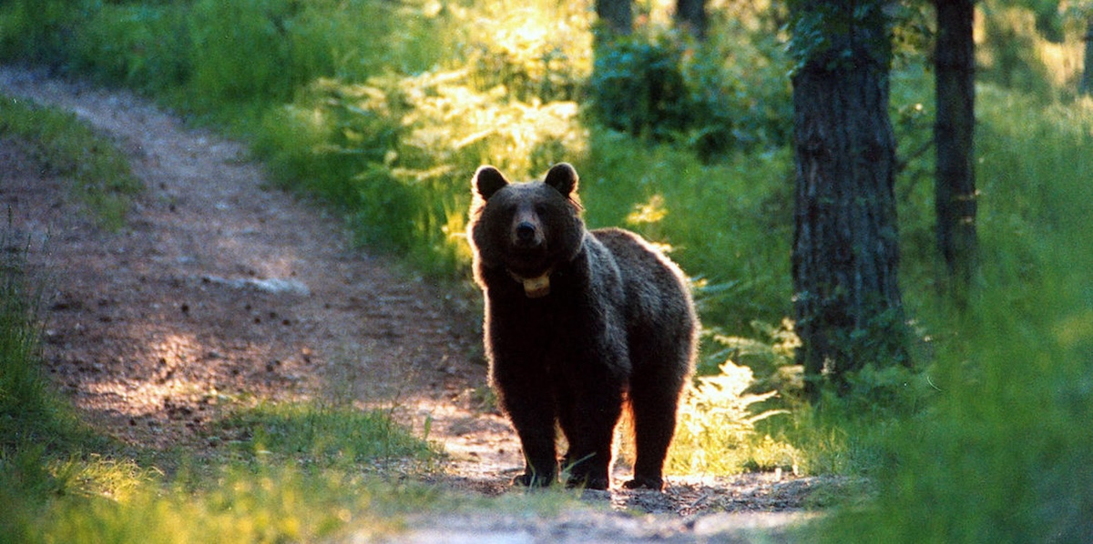 Due cacciatori a processo per l'uccisione dell'orsa F36 in Trentino