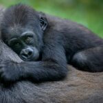 Giornata mondiale dei gorilla: tre sottospecie a rischio critico, buone notizie per il gorilla di pianura occidentale