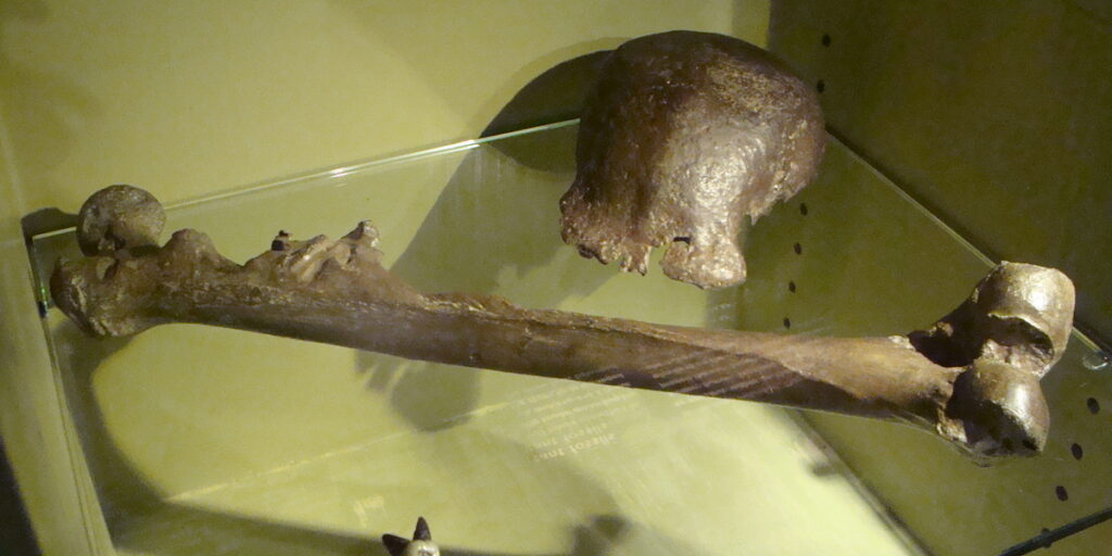 I Paesi Bassi restituiscono i fossili dell'Uomo di Giava all'Indonesia