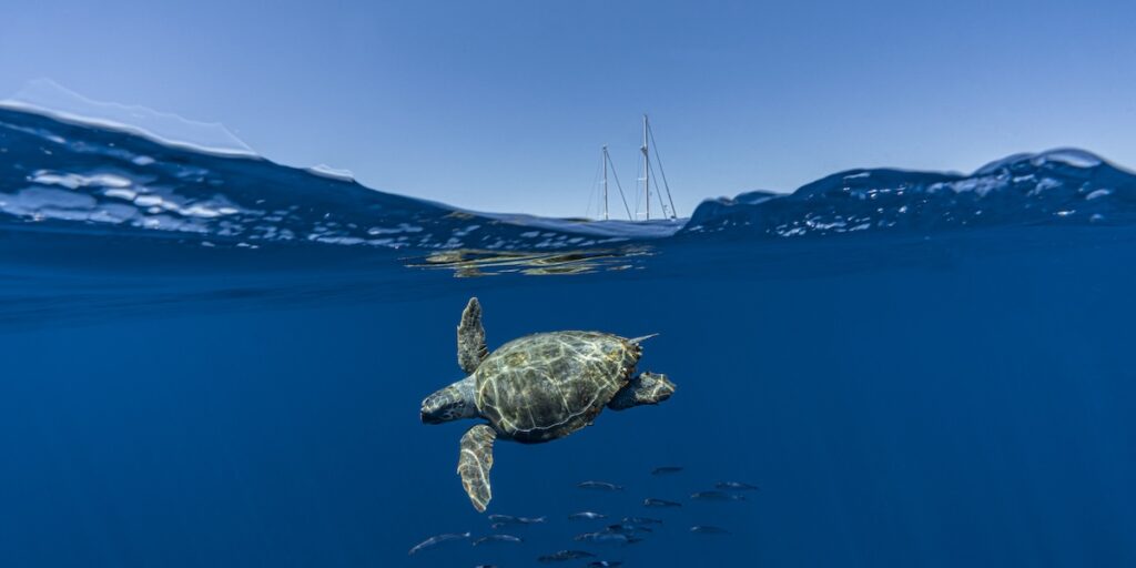 Il trattato dell'ONU per la protezione dell'alto mare diventerà legge nel gennaio 2026