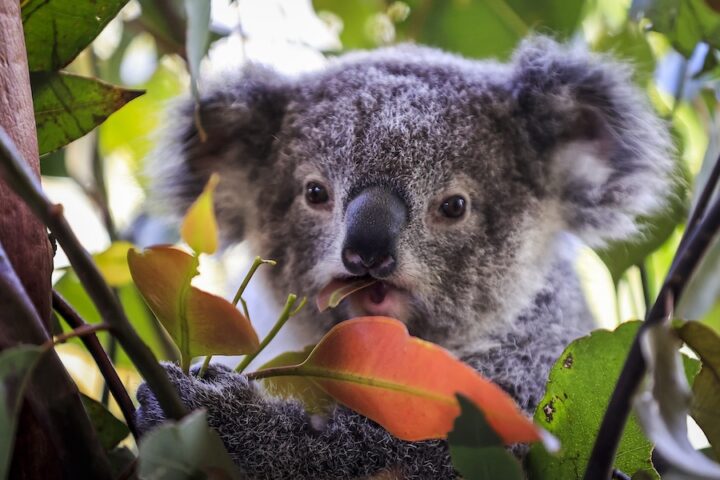 L'Australia approva il primo vaccino contro la clamidia per i koala in pericolo