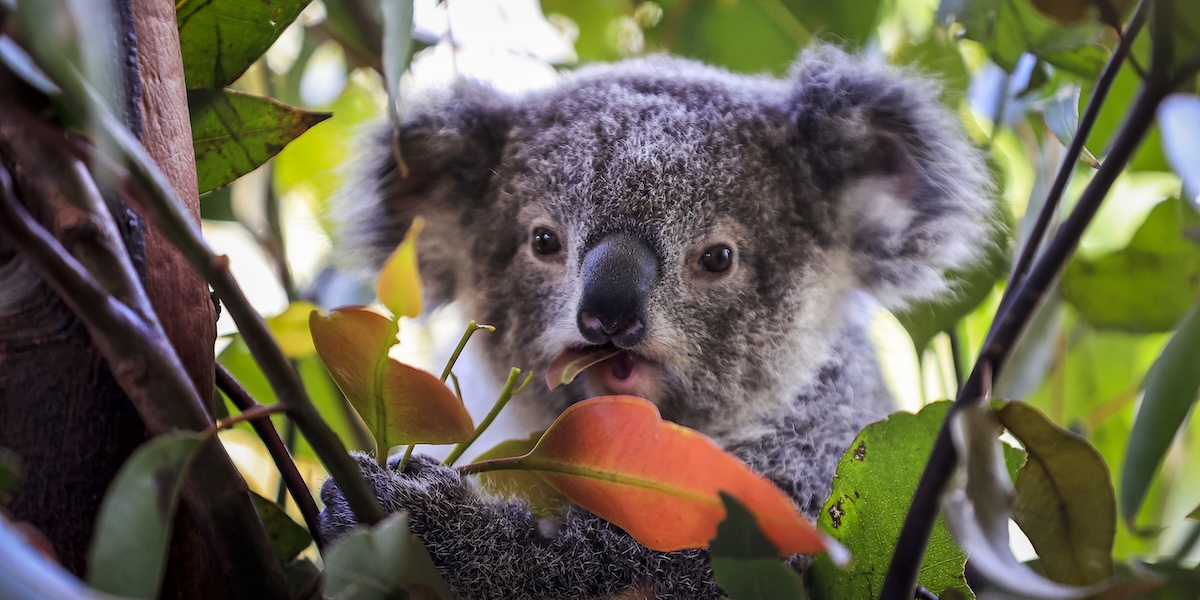 L'Australia approva il primo vaccino contro la clamidia per i koala in pericolo